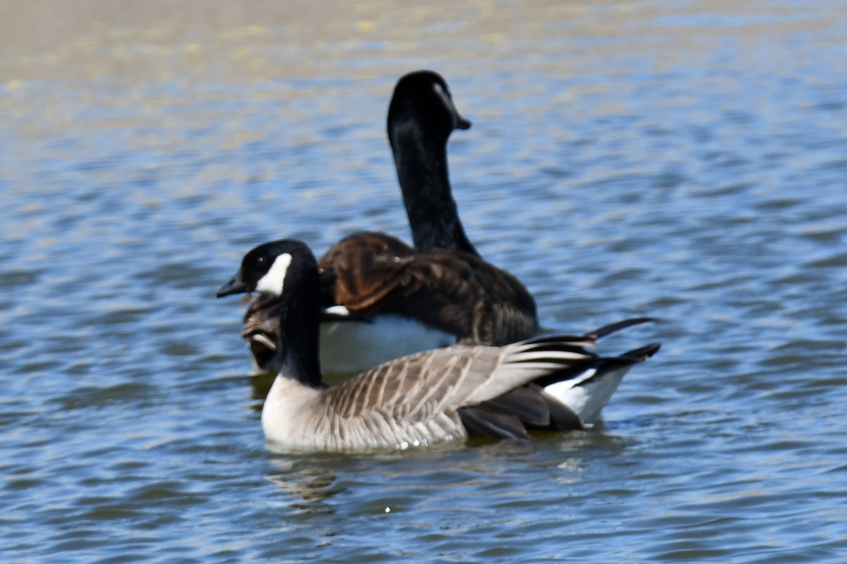 Cackling Goose - Carmen Ricer