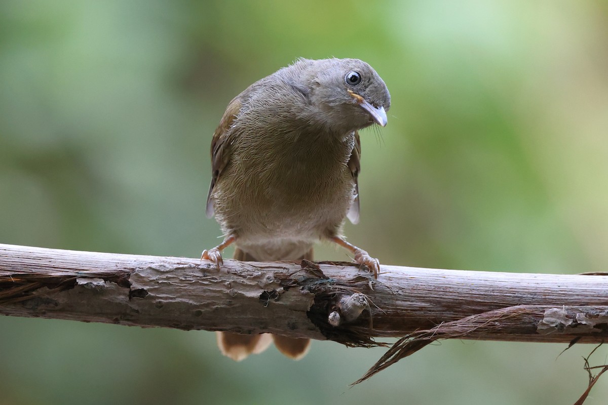 Little Greenbul - Guy Shorrock