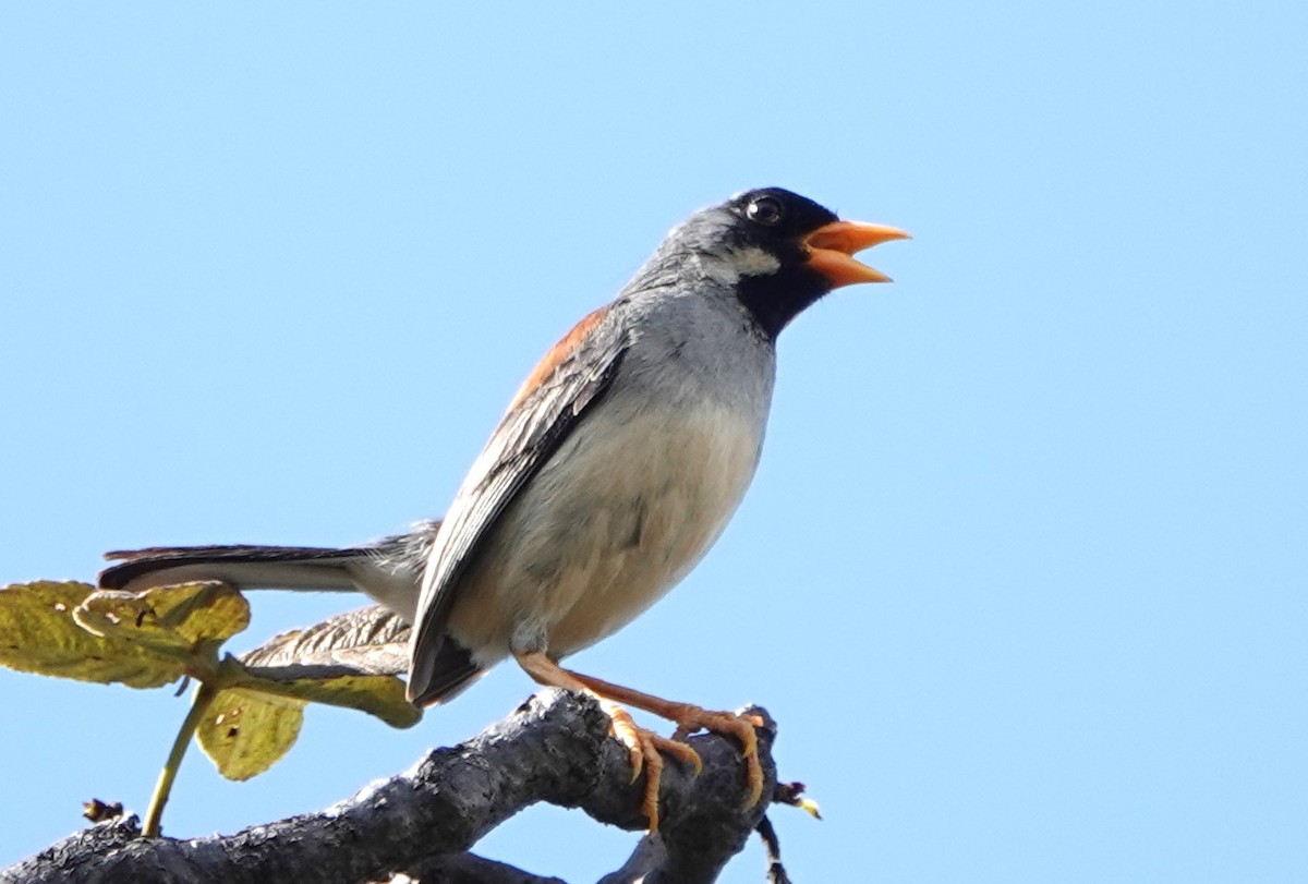 Buff-bridled Inca-Finch - ML616500439