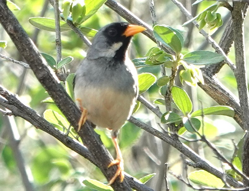 Buff-bridled Inca-Finch - ML616500441