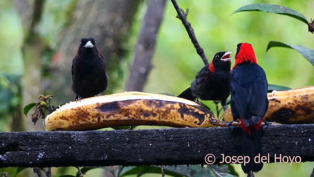 Crimson-collared Tanager - ML616500445