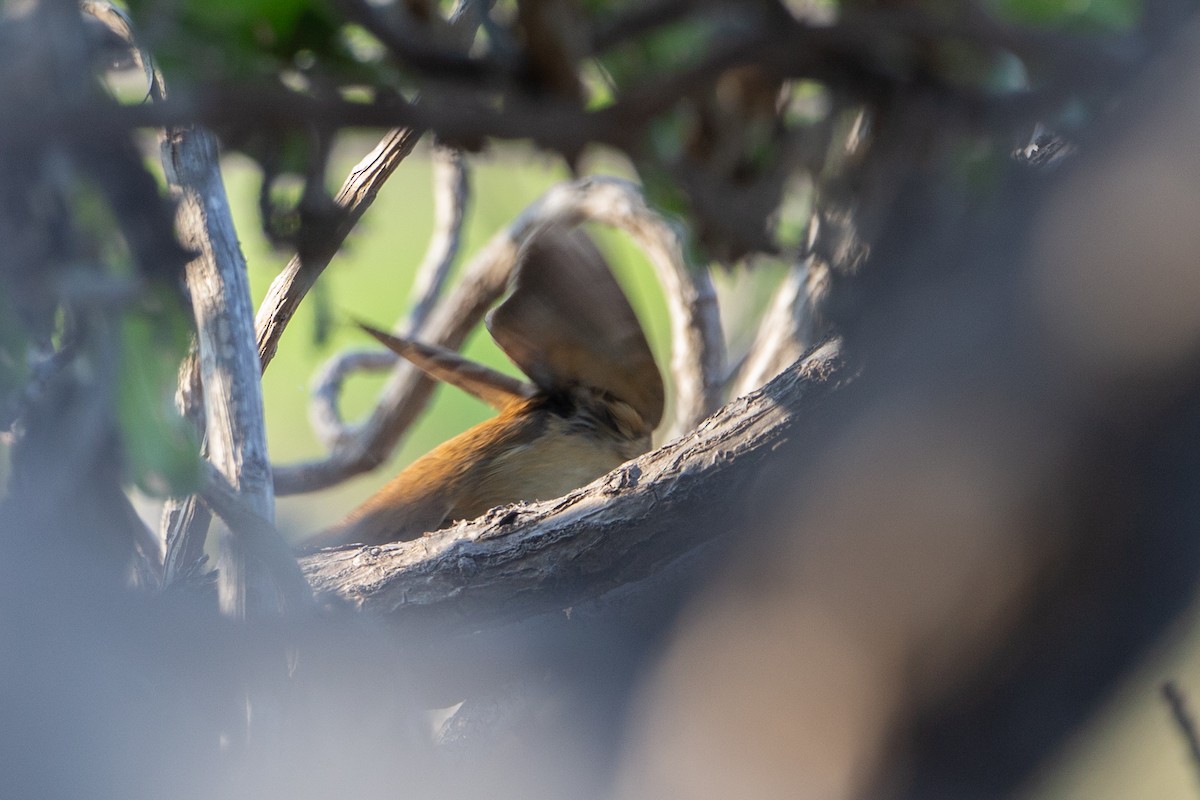 Oriental Reed Warbler - ML616500456