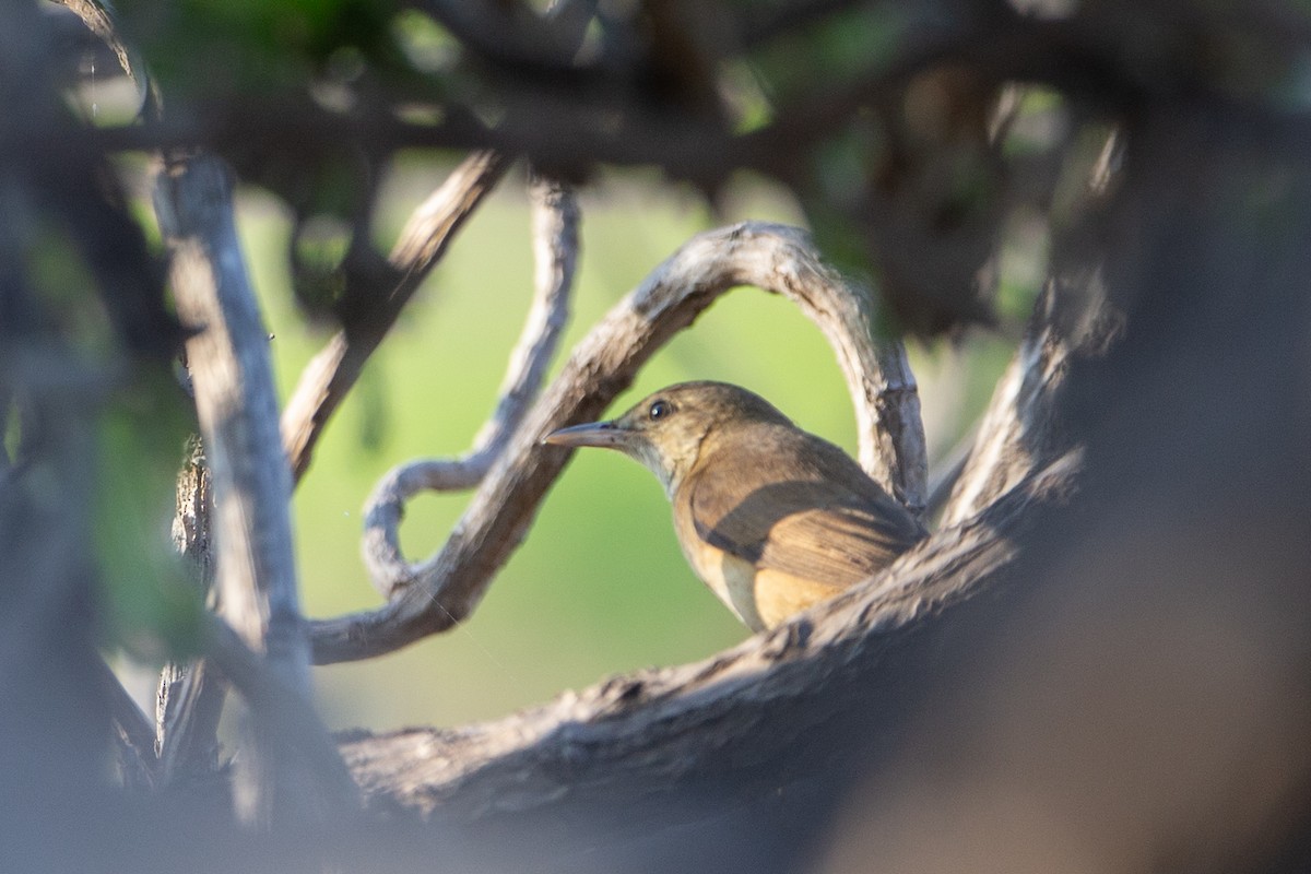 Oriental Reed Warbler - ML616500457