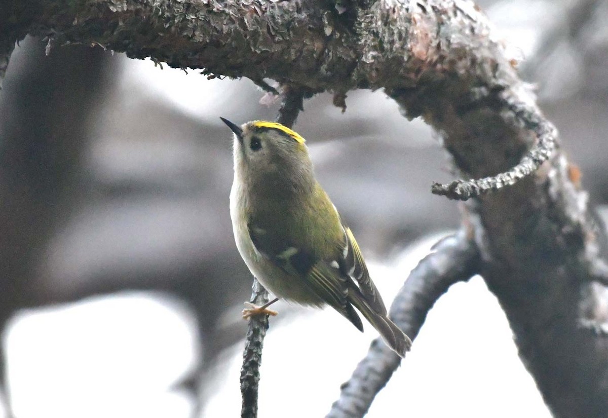 Goldcrest - ML616500490