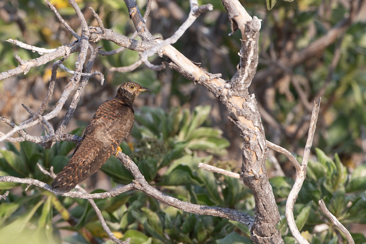 Oriental Cuckoo - ML616500494