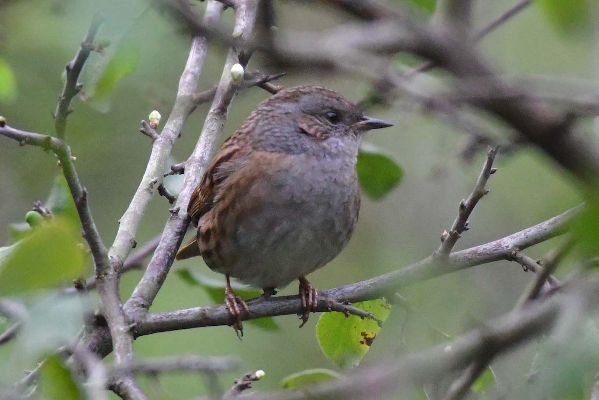 Dunnock - ML616500501