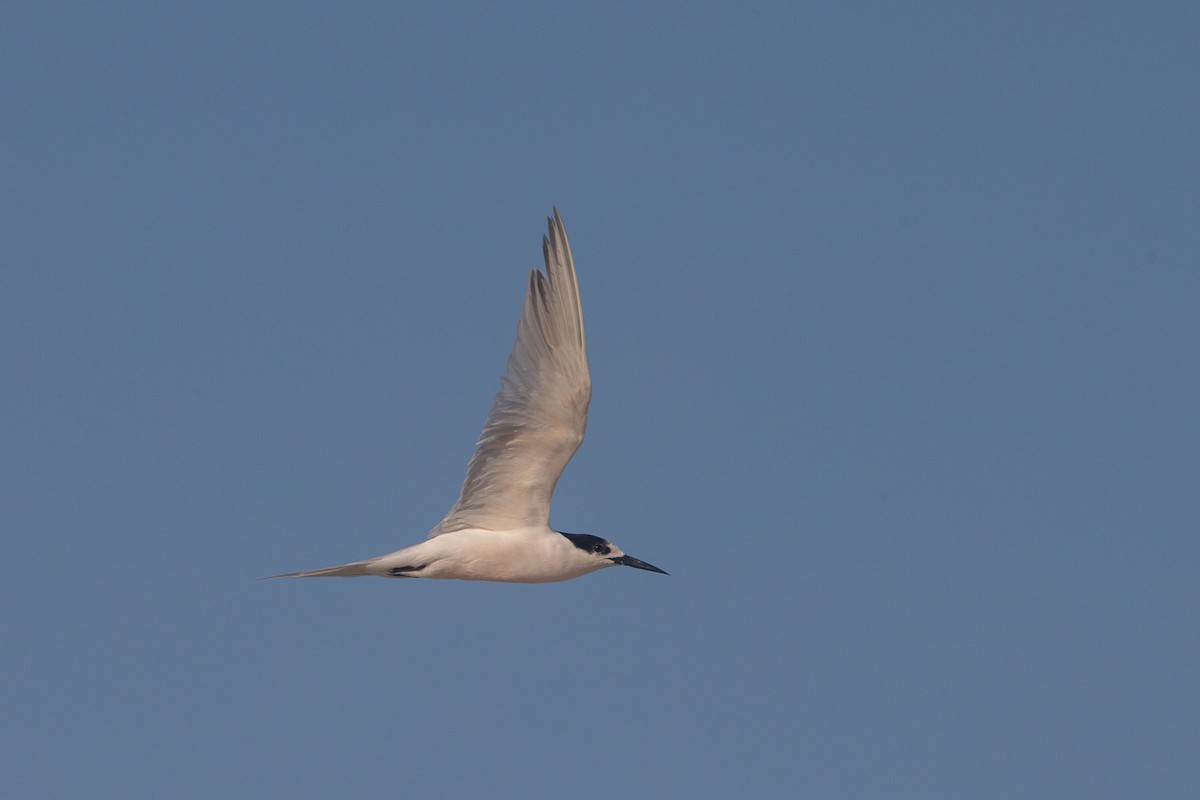 Roseate Tern - ML616500515