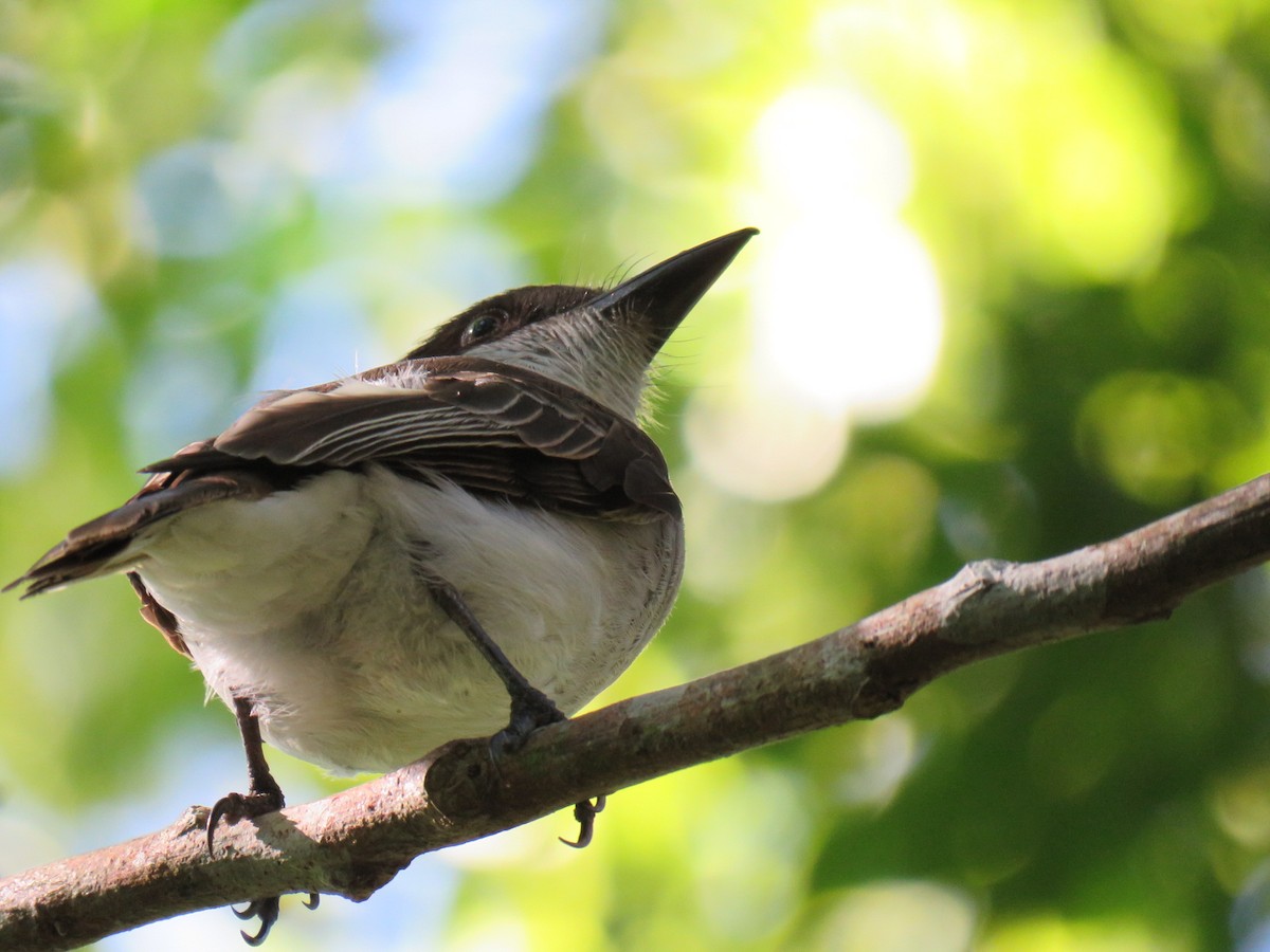 Loggerhead Kingbird (Puerto Rico) - Alec Humann
