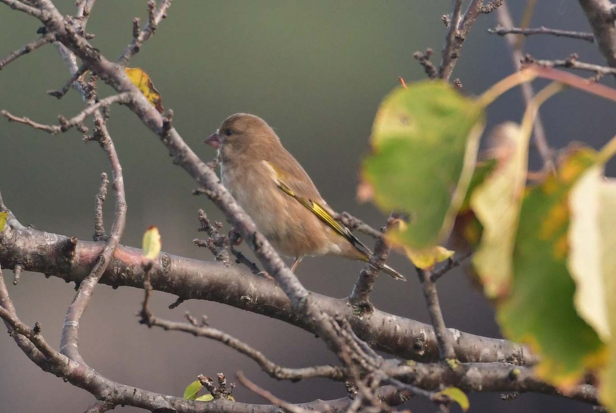 European Greenfinch - ML616500555