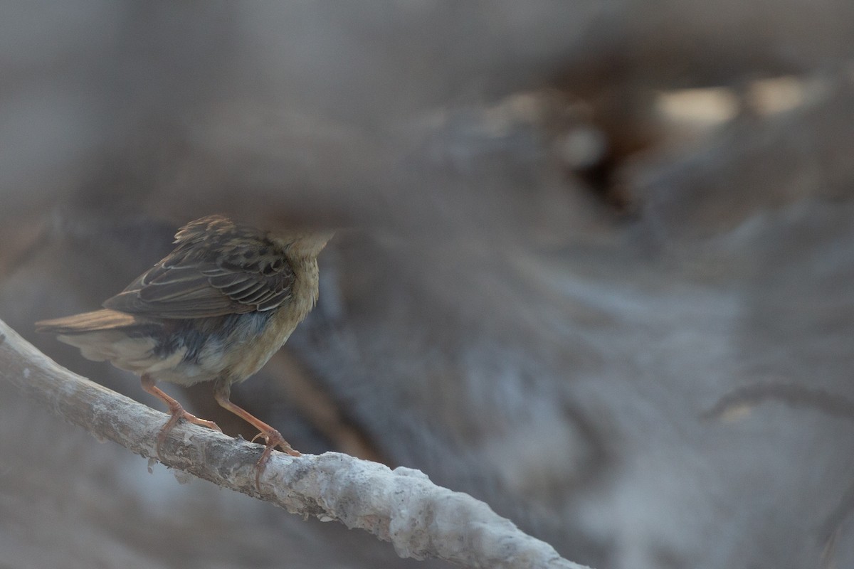 Pallas's Grasshopper Warbler - ML616500585