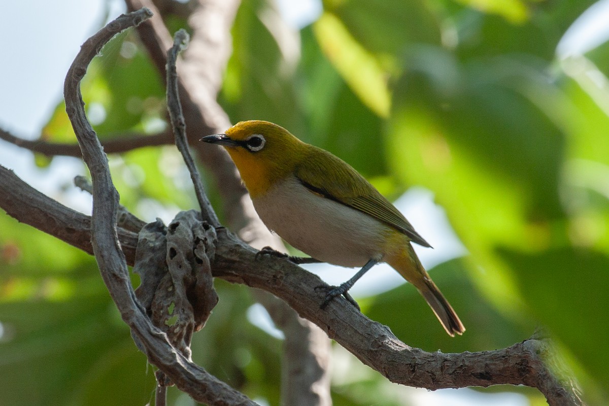 Ashy-bellied White-eye - ML616500628