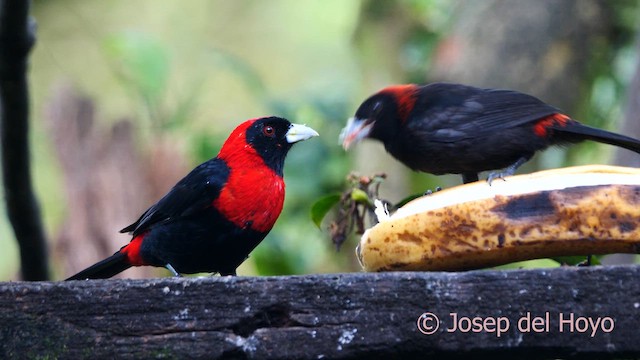 Crimson-collared Tanager - ML616500651