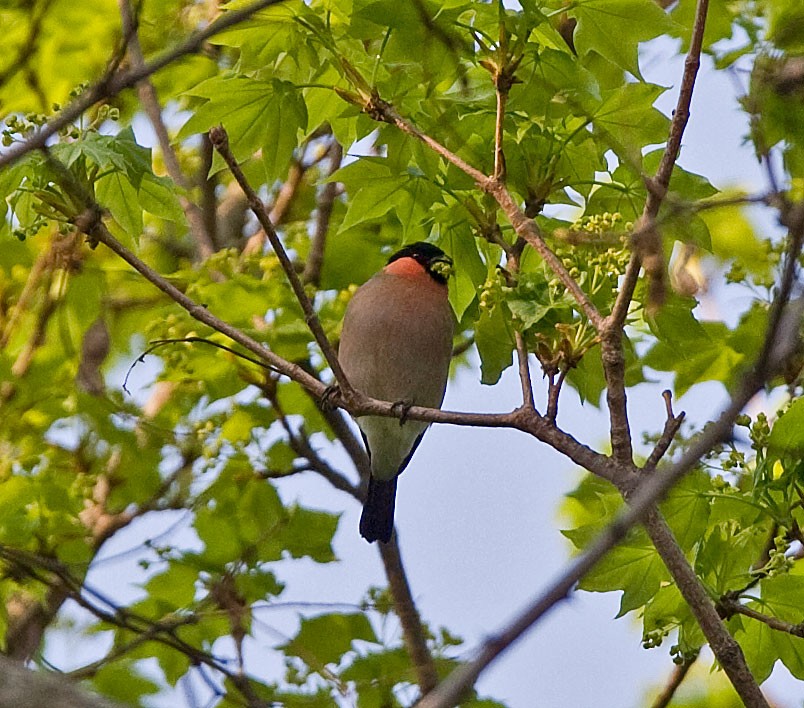 Eurasian Bullfinch (Baikal) - ML616500666