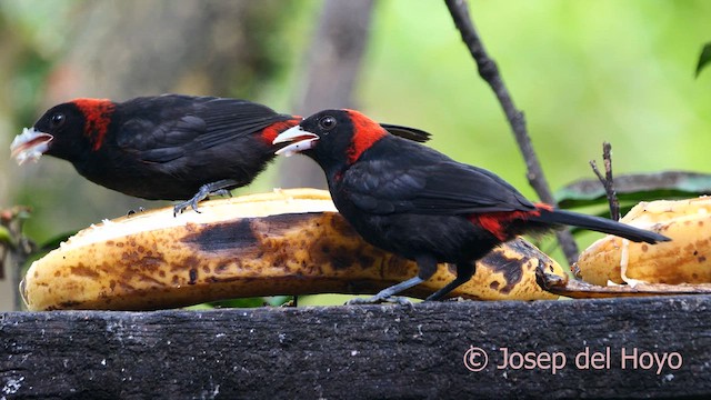 Crimson-collared Tanager - ML616500691