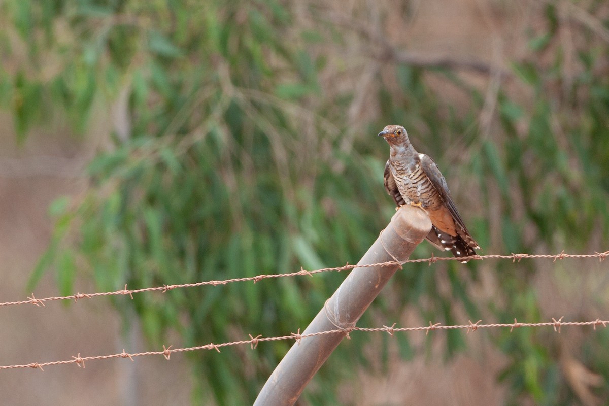 Oriental Cuckoo - Adrian Boyle