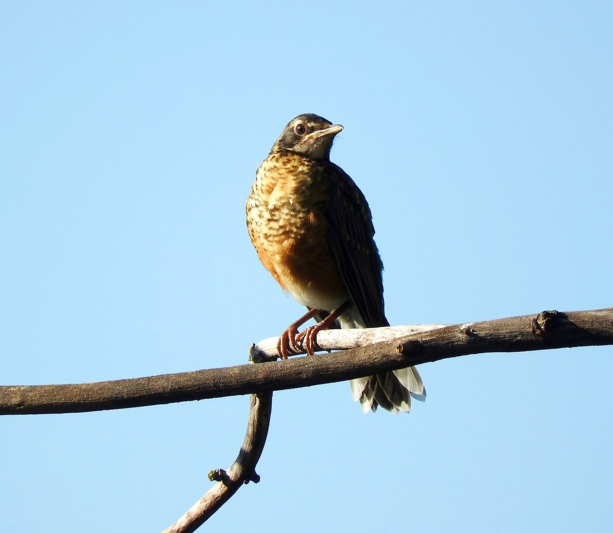 American Robin - ML61650071