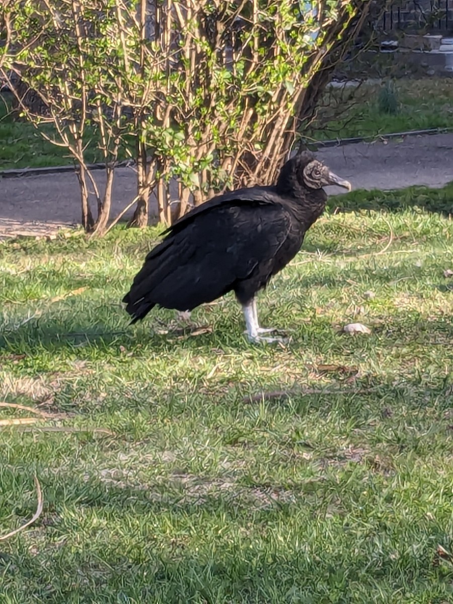 Black Vulture - ML616500742