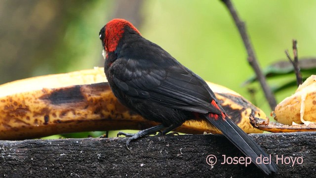 Crimson-collared Tanager - ML616500773