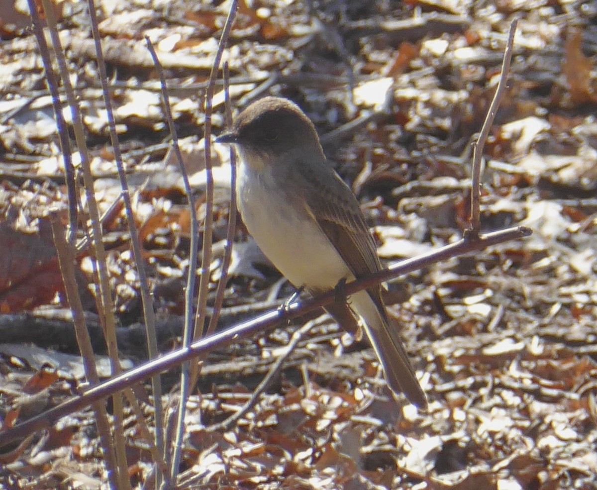 Eastern Phoebe - ML616500798