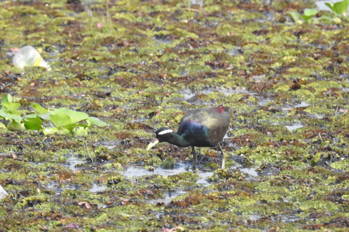 Bronze-winged Jacana - Ashit Parida