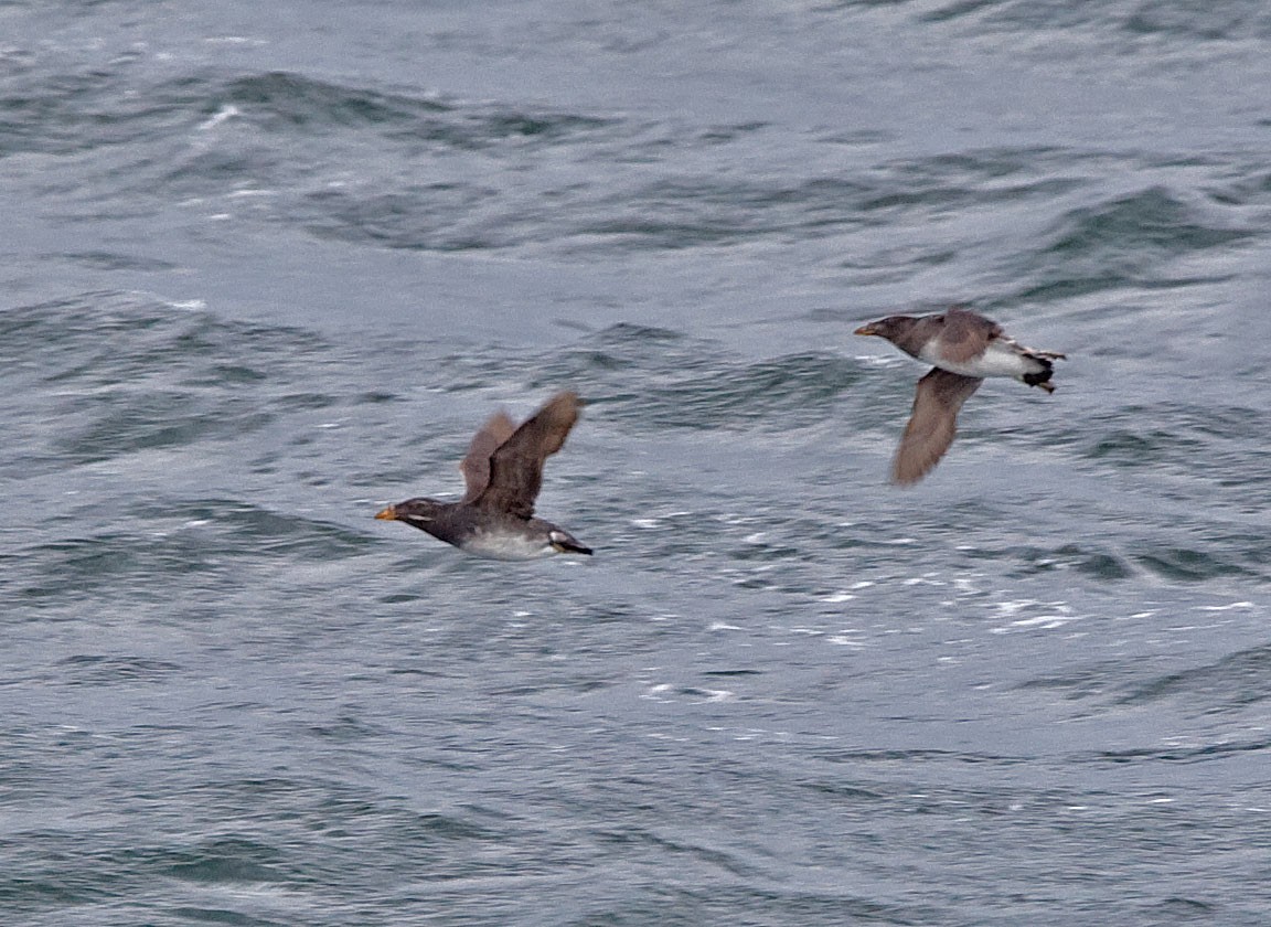 Rhinoceros Auklet - ML616500812