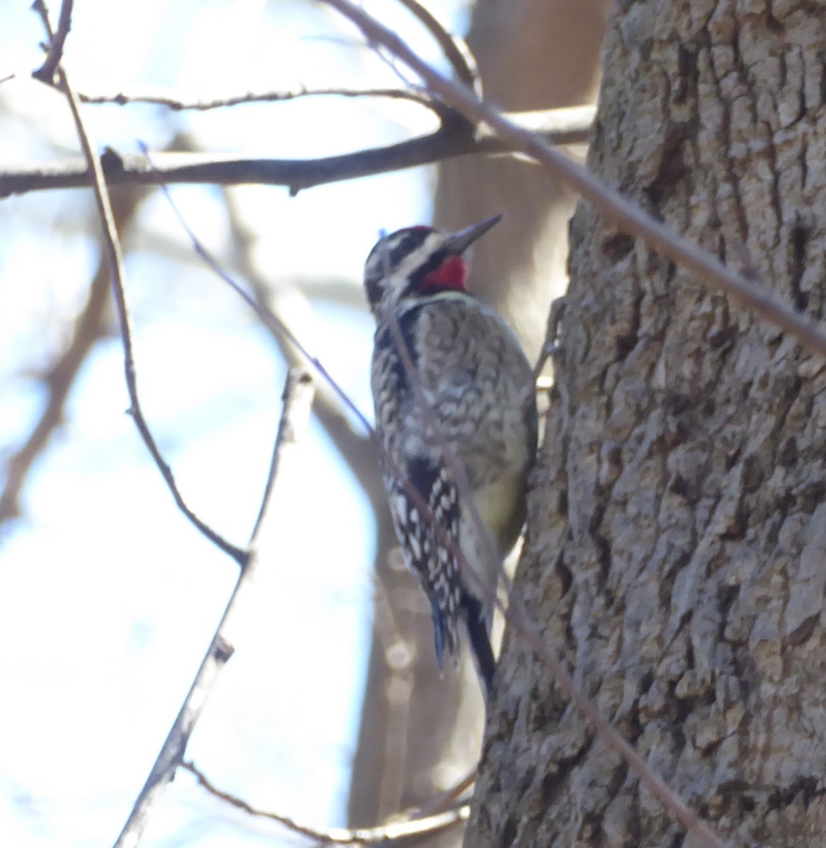 Yellow-bellied Sapsucker - ML616500813