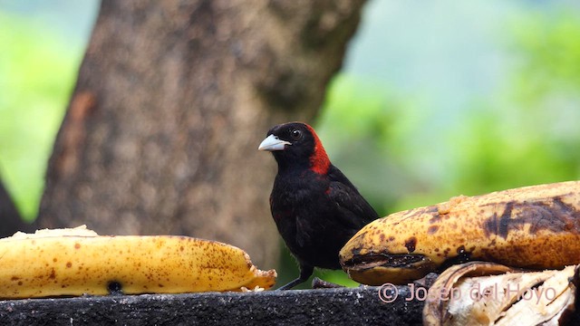 Crimson-collared Tanager - ML616500814