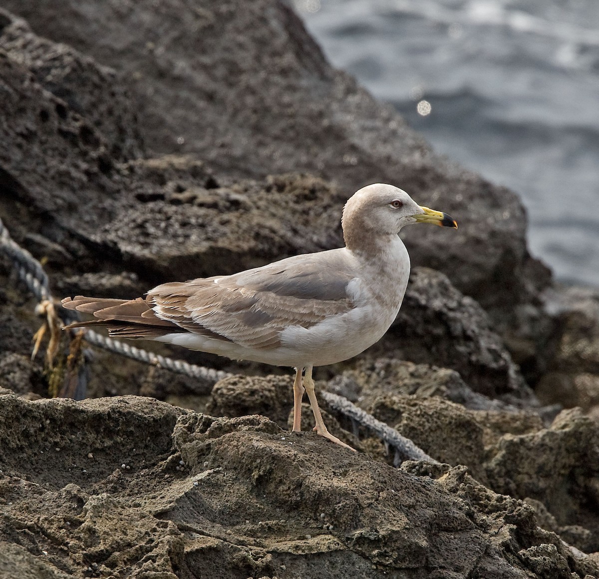 Black-tailed Gull - ML616500824