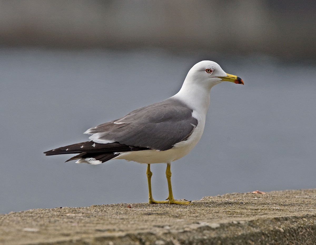 Black-tailed Gull - ML616500825