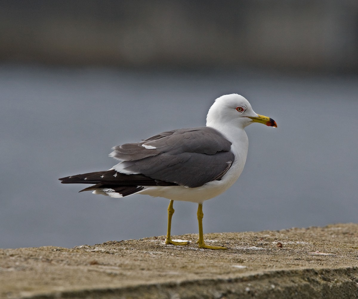 Black-tailed Gull - ML616500826