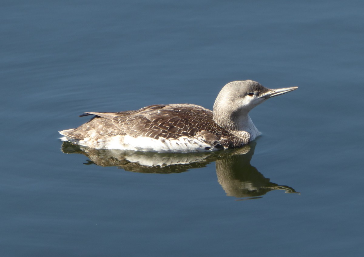 Red-throated Loon - ML616500832