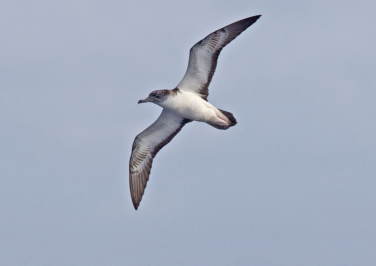 Streaked Shearwater - ML616500833