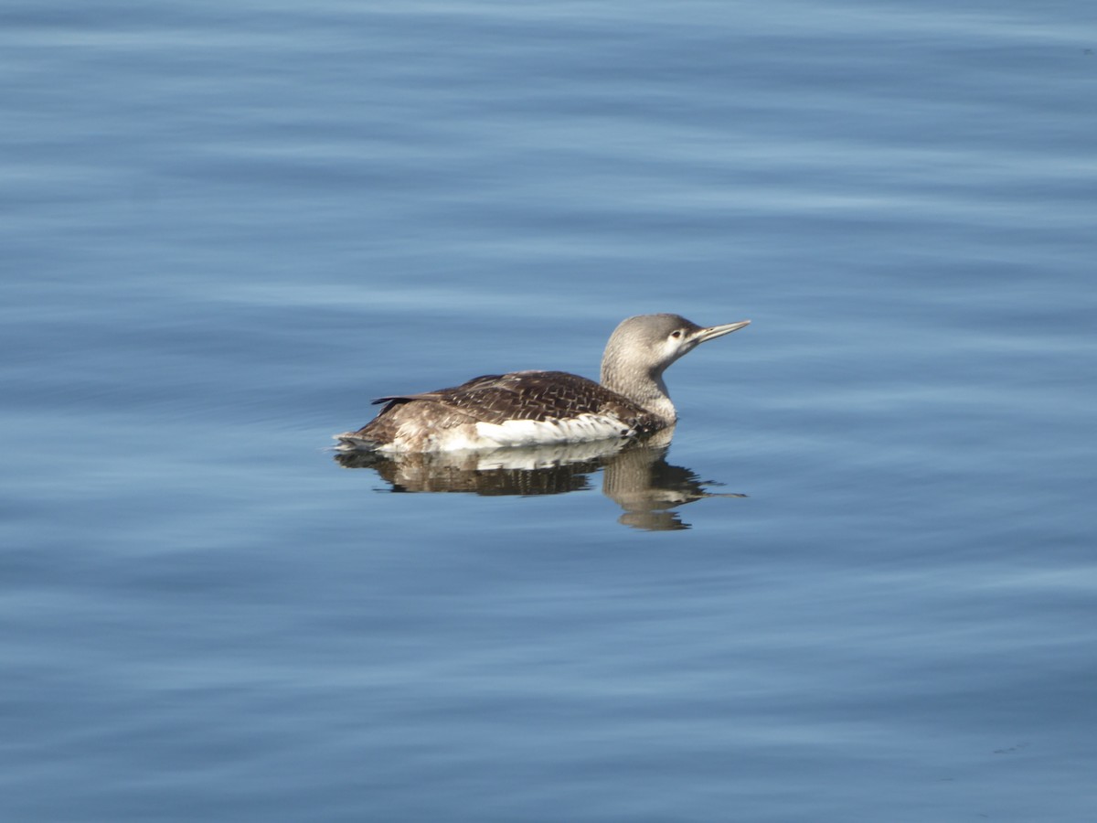 Red-throated Loon - ML616500834