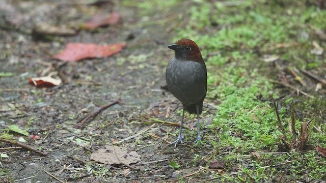 Grallaire à nuque rousse - ML616500854