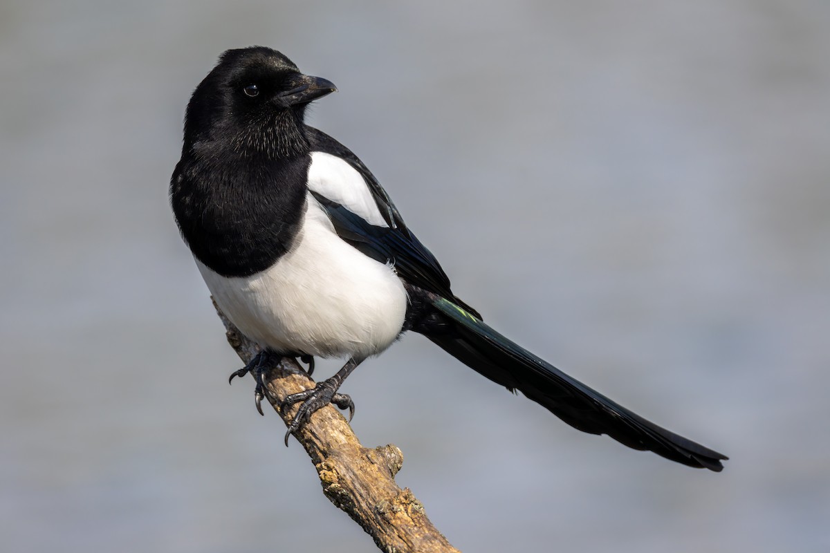 Eurasian Magpie (Eurasian) - ML616500858