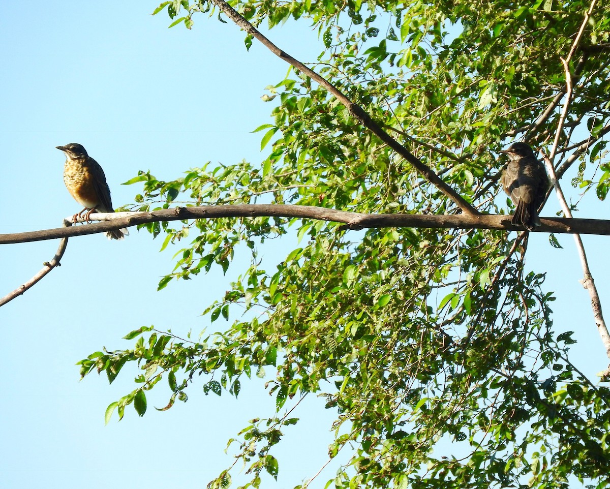American Robin - ML61650091