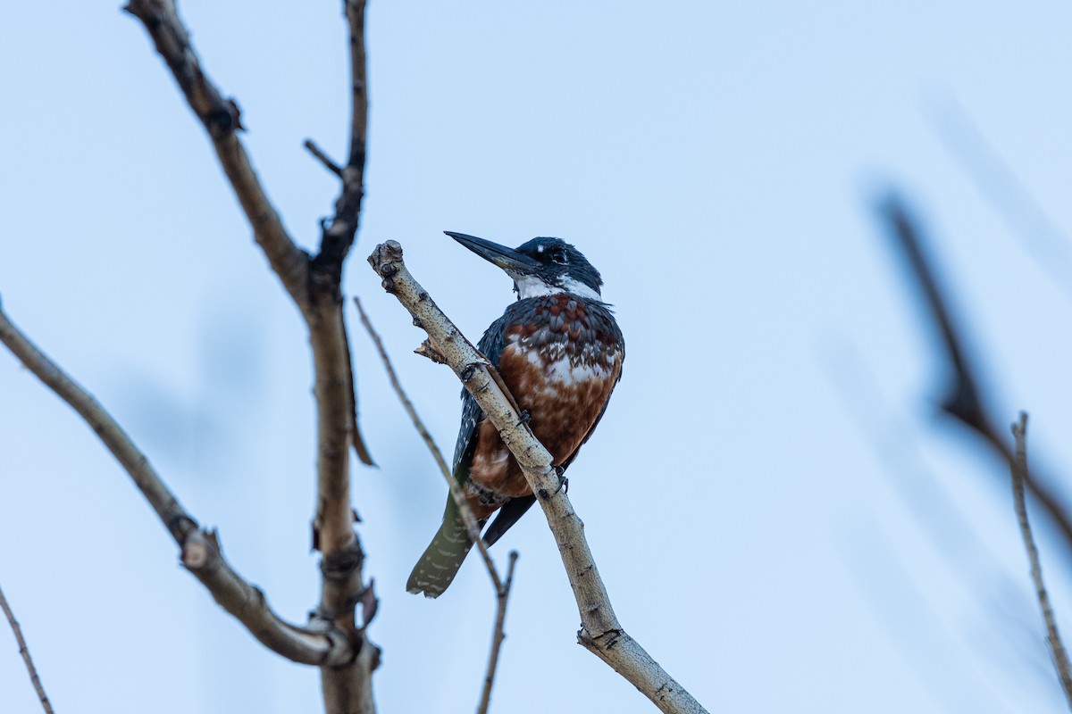 Ringed Kingfisher - ML616500970