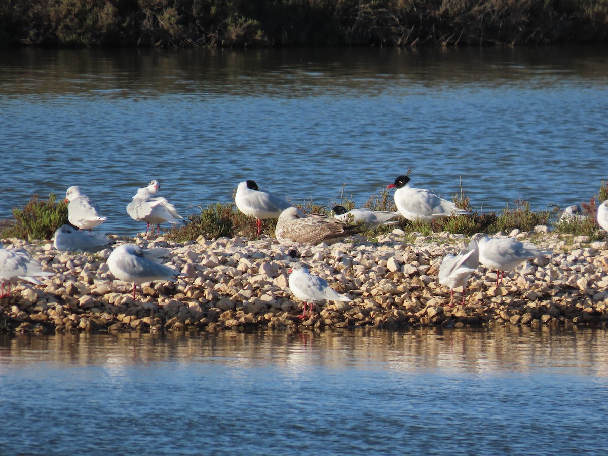 Mediterranean Gull - Guillaume Réthoré