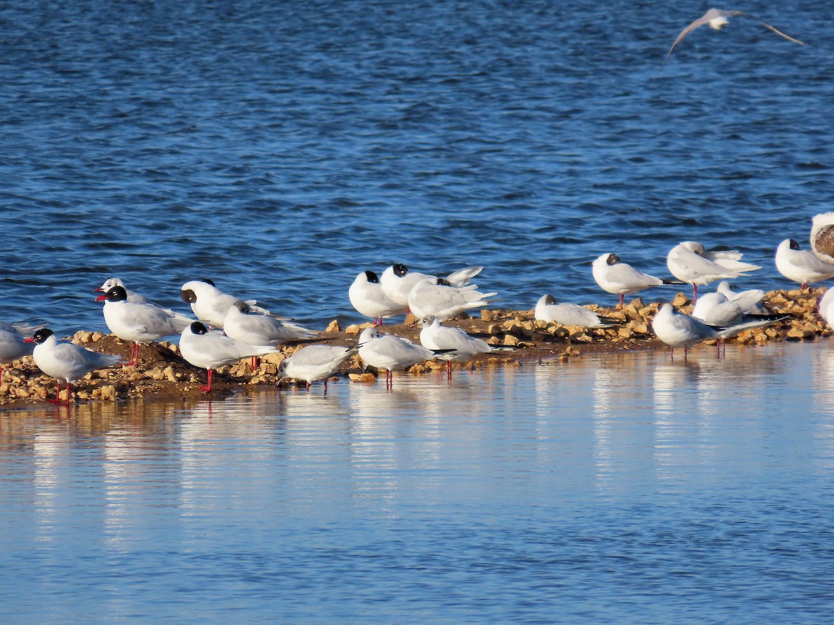 Mediterranean Gull - ML616500980