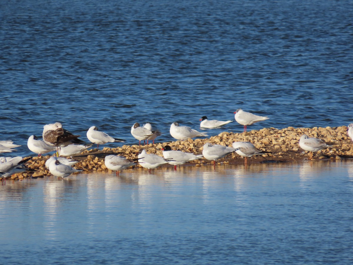 Mediterranean Gull - ML616500981