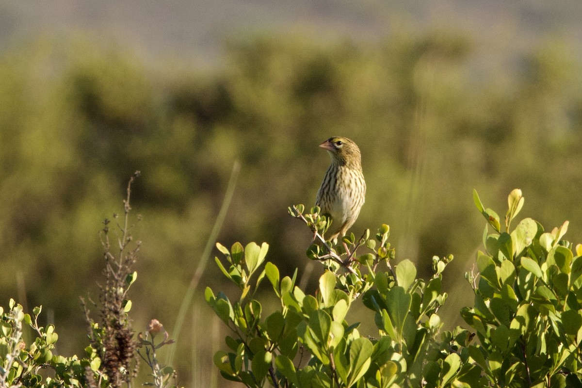 Yellow Bishop - ML616500984