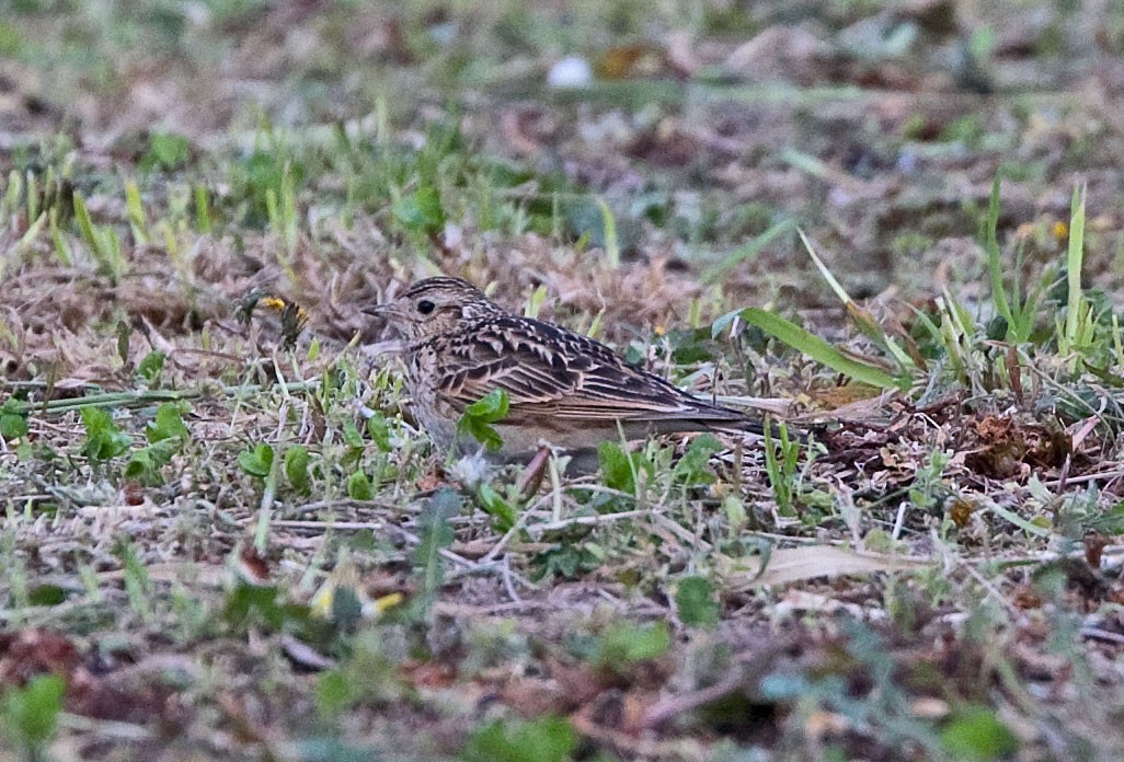 Eurasian Skylark (Far Eastern) - ML616500987