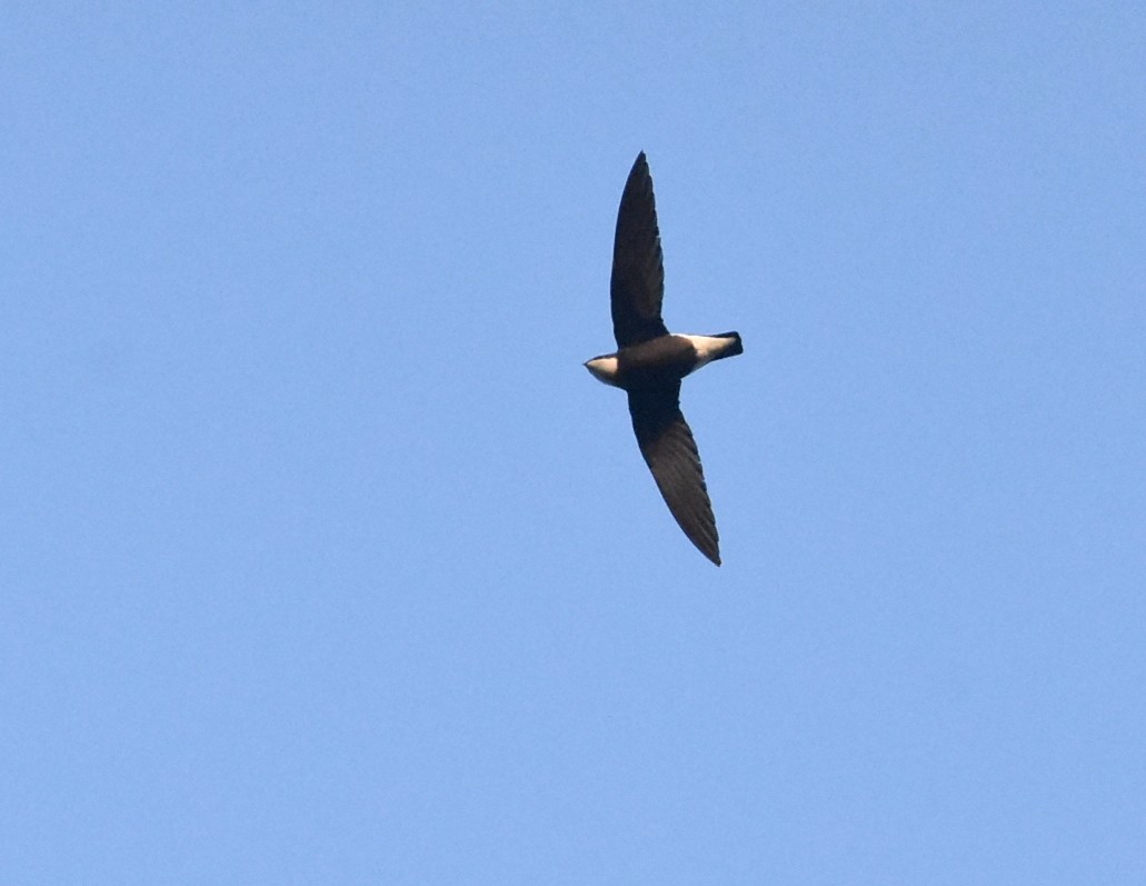 White-throated Needletail - He Ji-geng