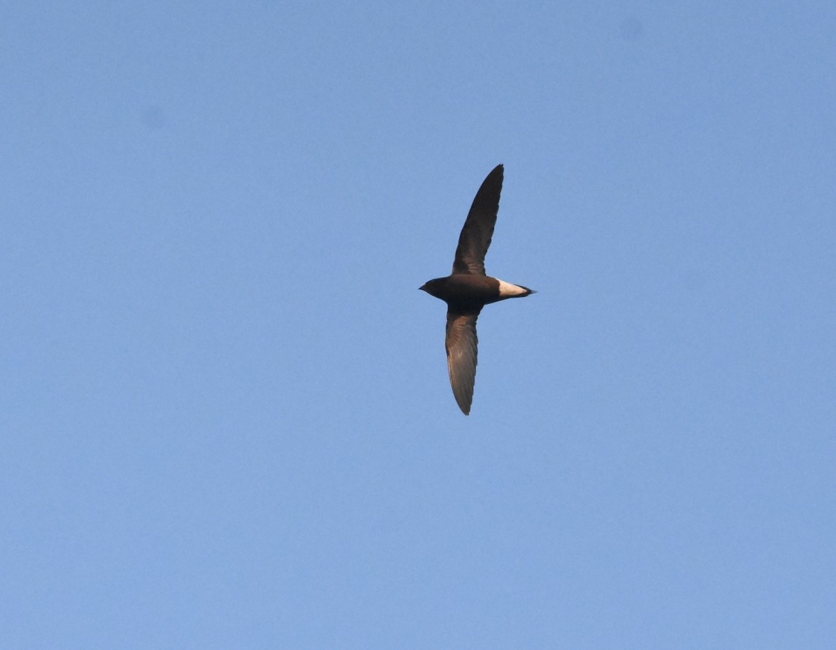 Brown-backed Needletail - He Ji-geng