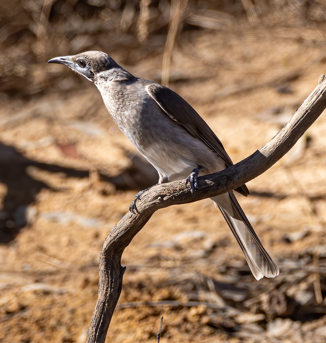 Little Friarbird - ML616501019