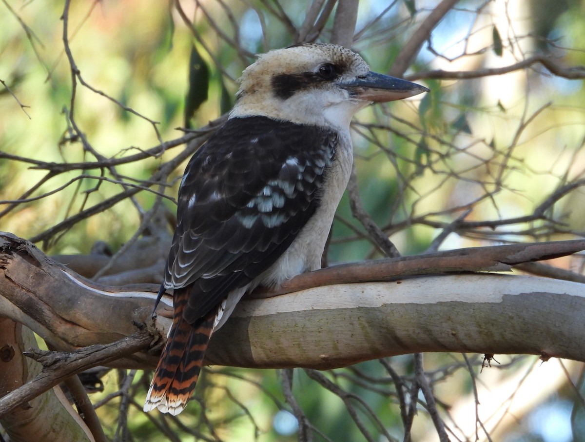 Laughing Kookaburra - Joanne Thompson