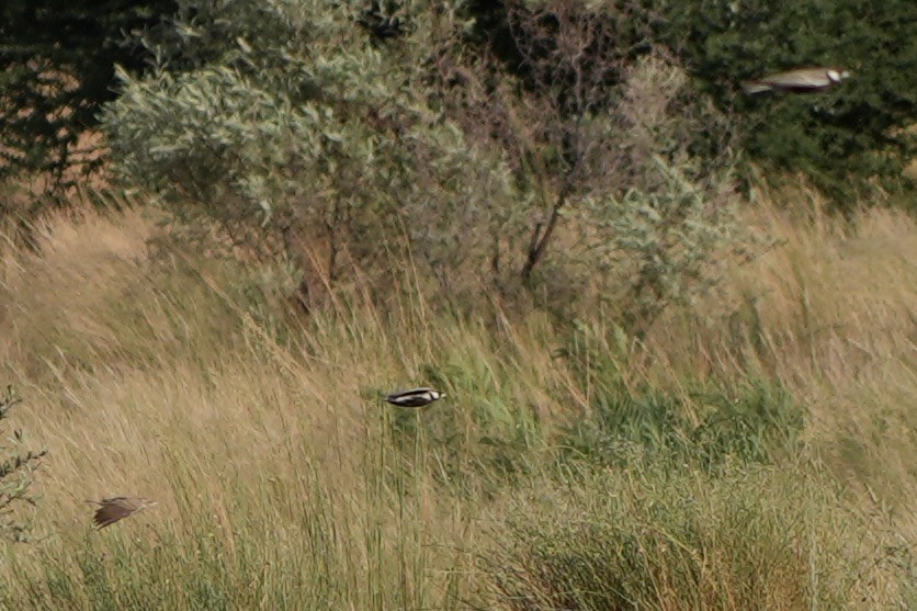 Gray-backed Sparrow-Lark - ML616501077