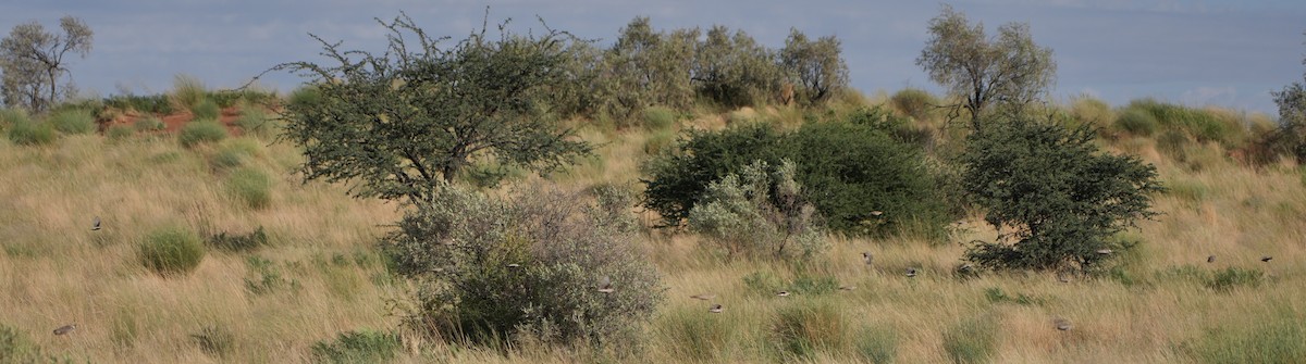 Gray-backed Sparrow-Lark - Kenneth Hillan