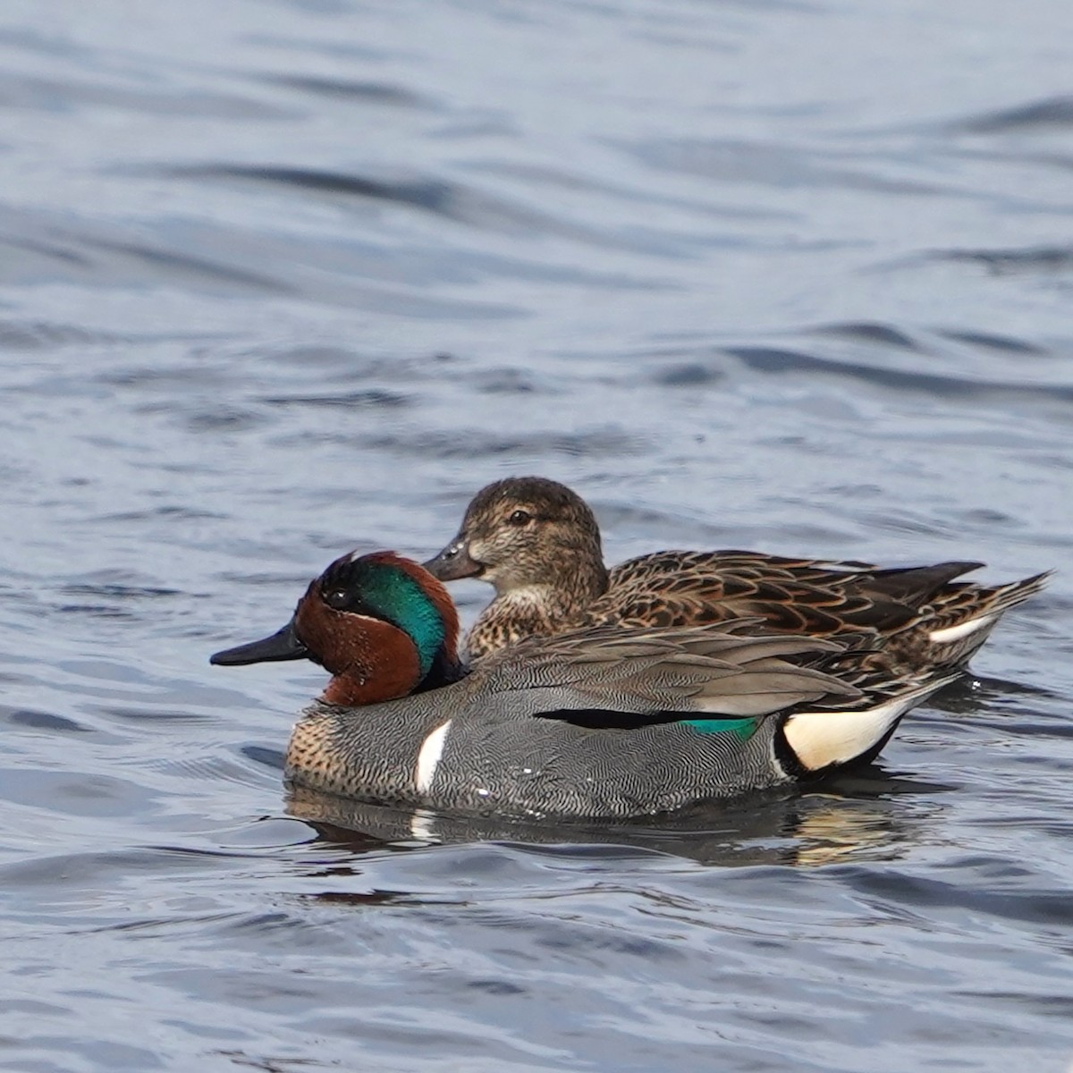 Green-winged Teal - ML616501090