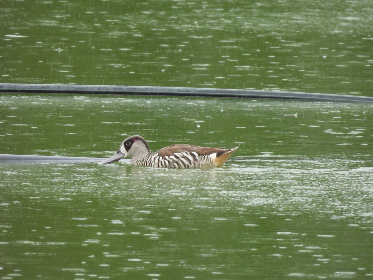 Pink-eared Duck - ML616501120